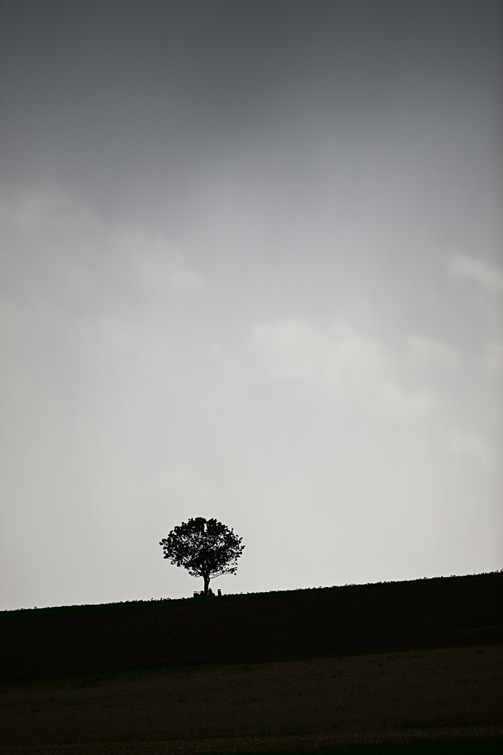 Z8A_1146fks40p1.jpg