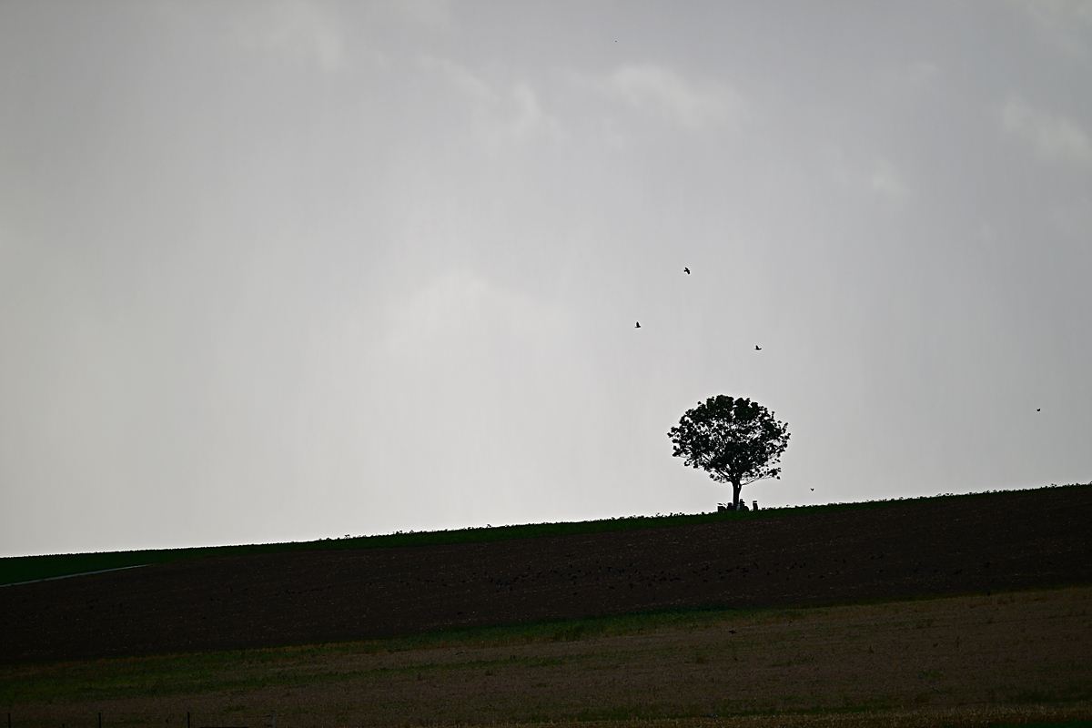 Z8A_1147t5l20s40p1.jpg