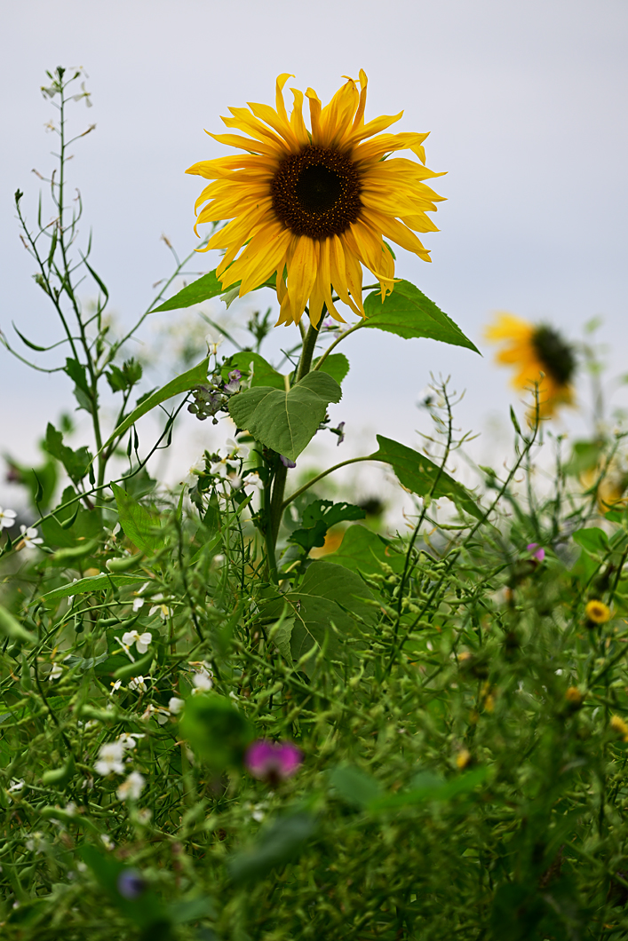 Z8A_1153fks40p1.jpg
