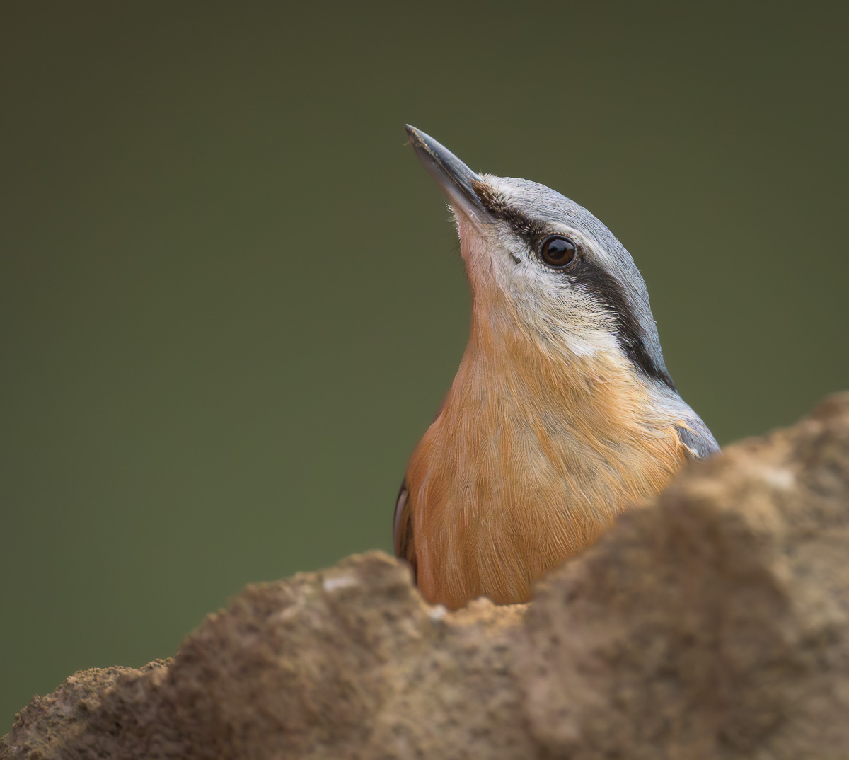 Z91_8022.jpg