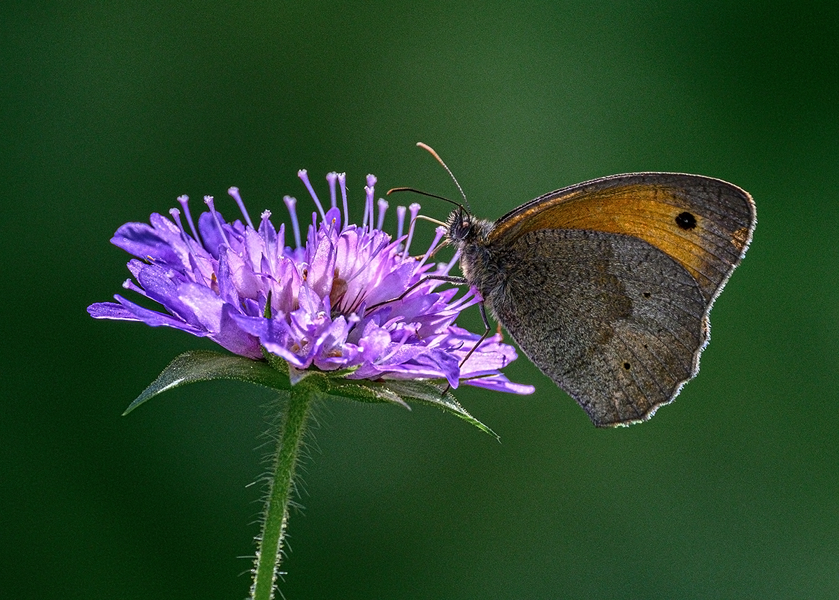 Z9C_9116_12.jpg