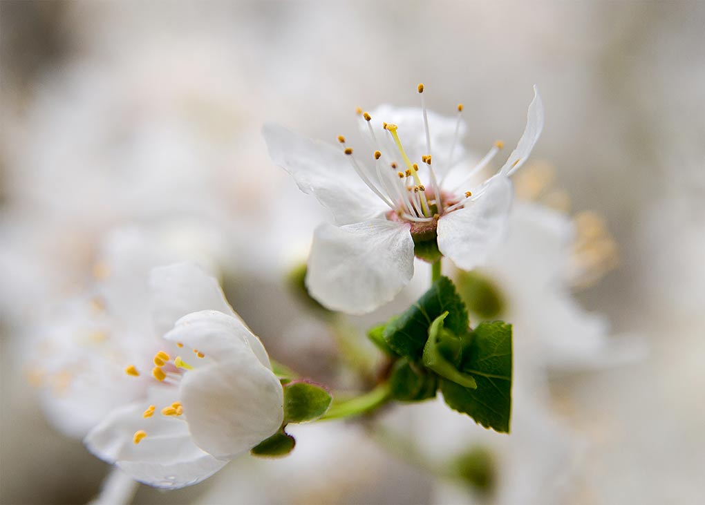 Zarte Blüten