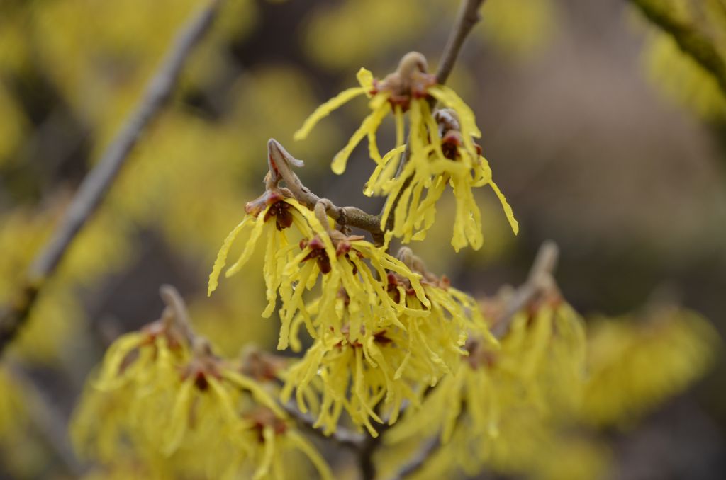 Zaubernuss 1
