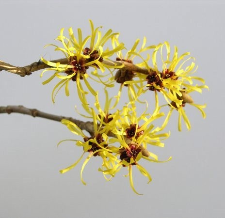 Zaubernuss