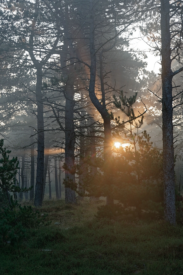 Zauberwald II