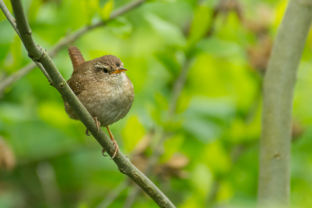 Zaunkönig D71 0761 SC