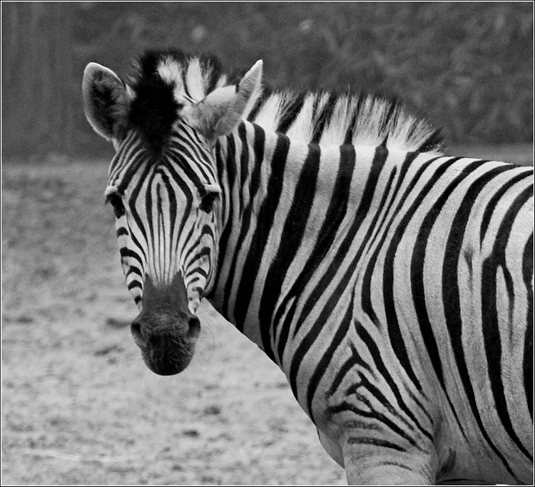Zebra 02NF