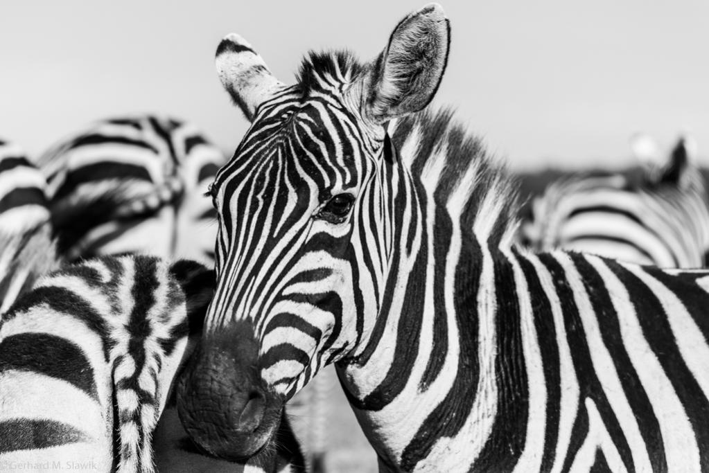 Zebra 1 Nairobi NP