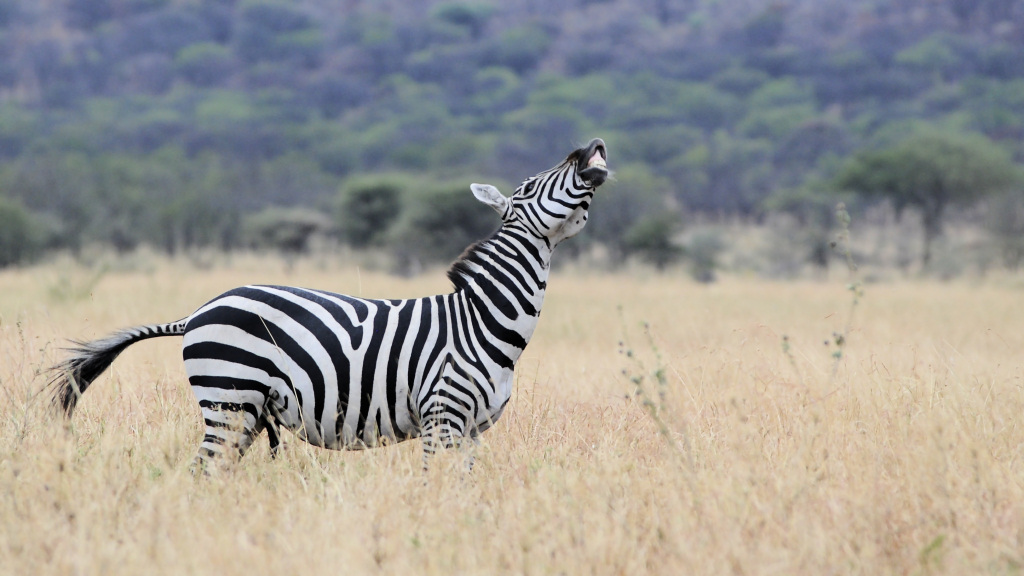 zebra 1