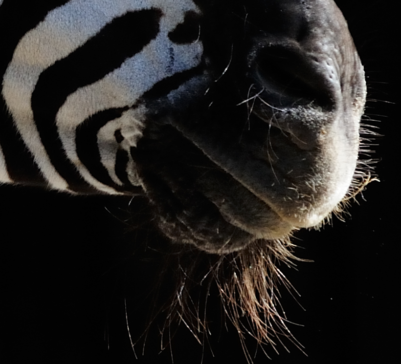 zebra 200 500 f10