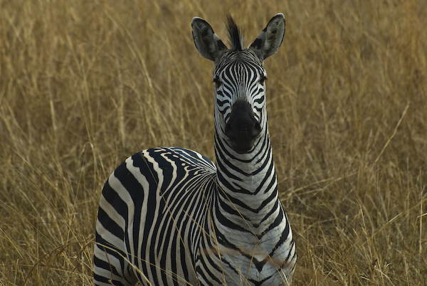 Zebra beobachtet micht...