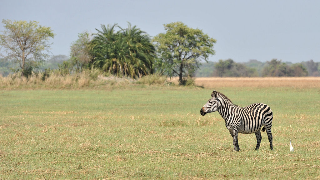 Zebra,
Busanga Plains, Kafue
4354