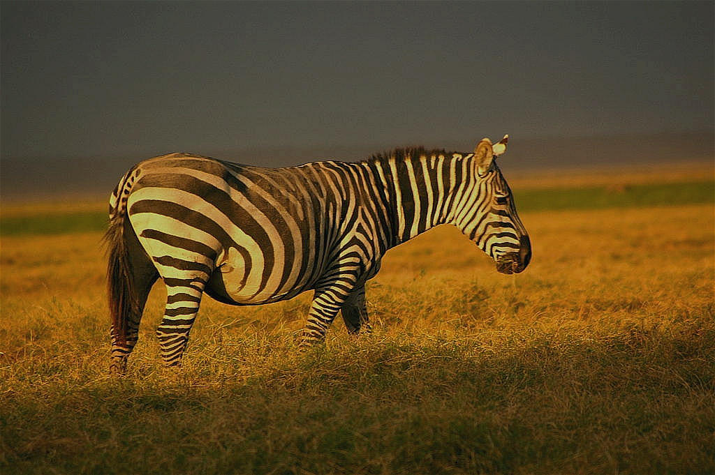 Zebra im Abendlicht