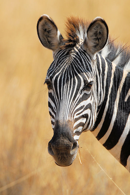Zebra im Tarangire
0150