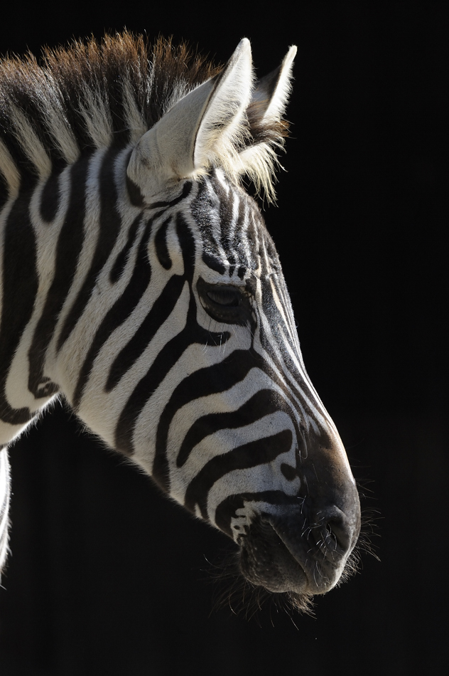 Zebra ISO1375