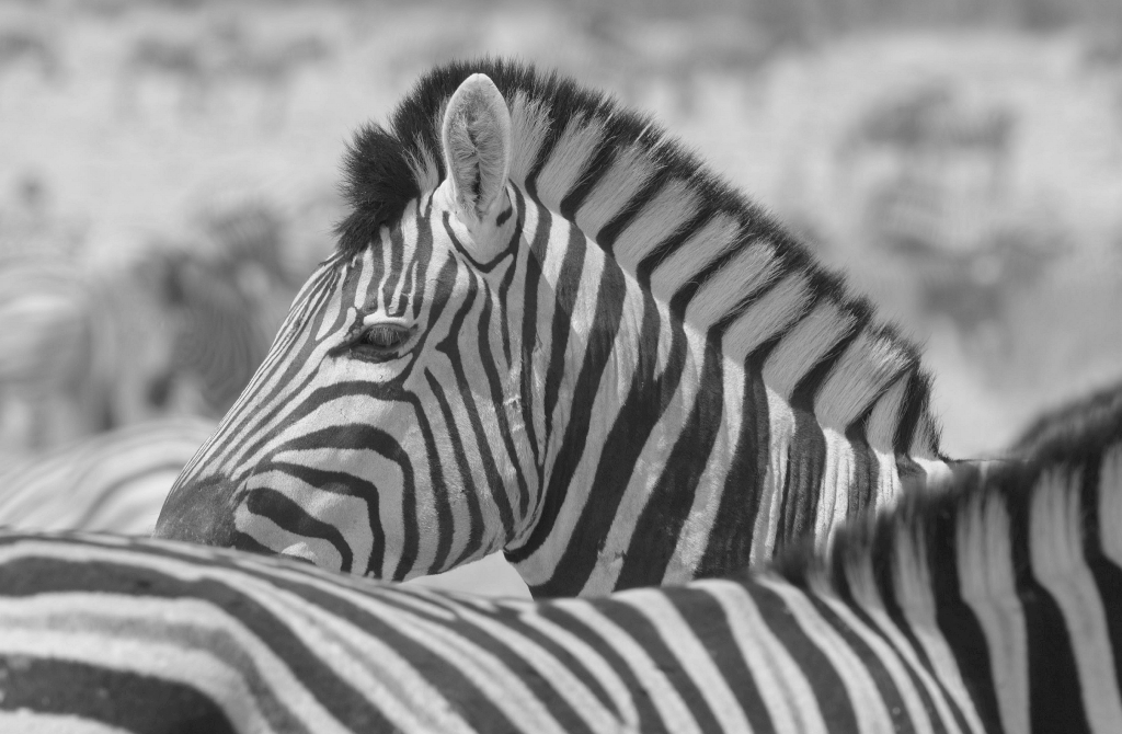 Zebra.jpg