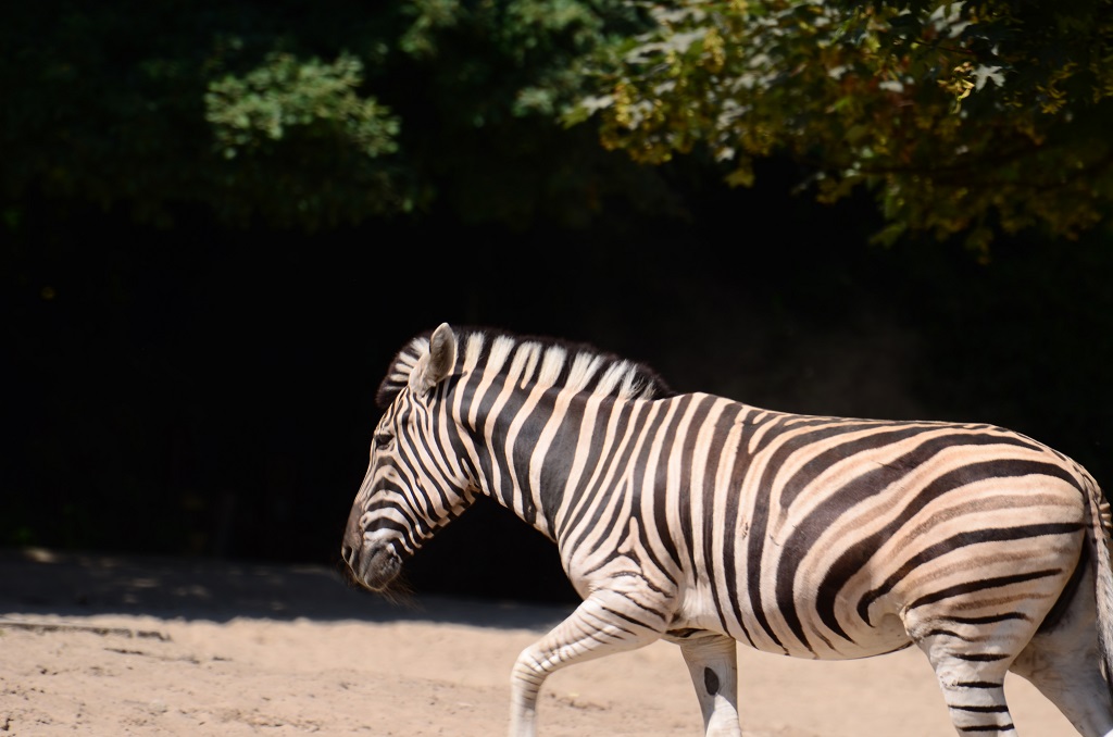 Zebra m k