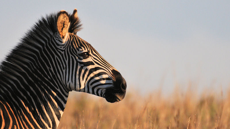 Zebra
Nyika Nationalpark
(6534)
