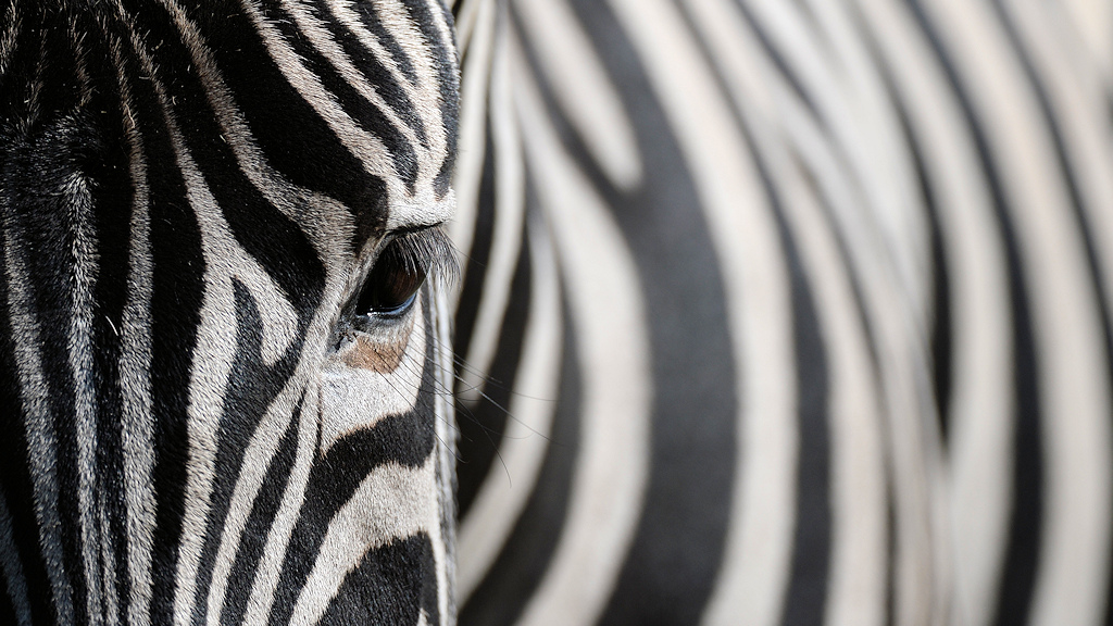 Zebra
Serengeti Safari Park
3714