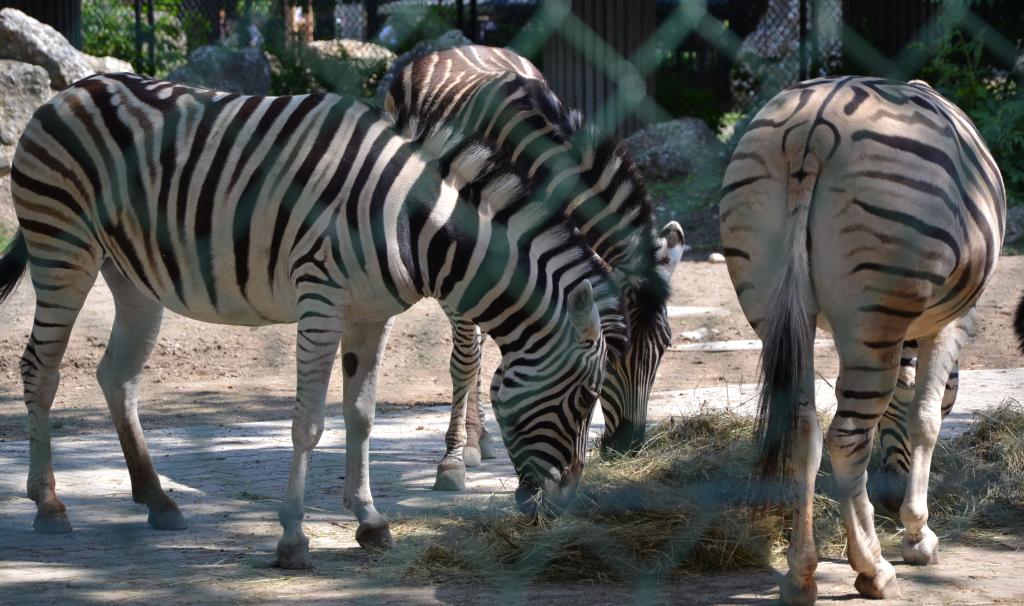 zebra