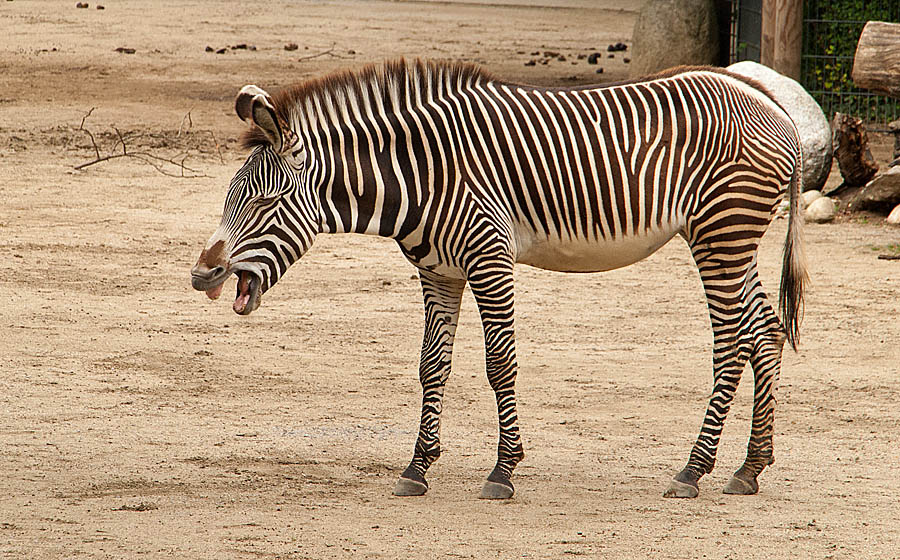 Zebra
