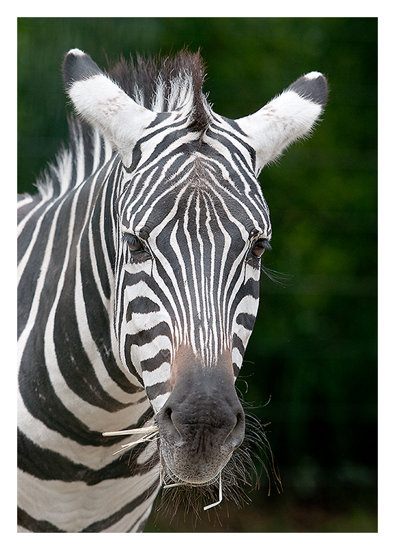Zebra