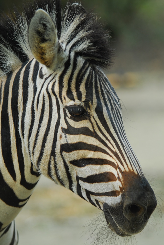 Zebra