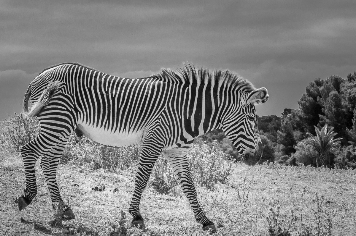 Zebra