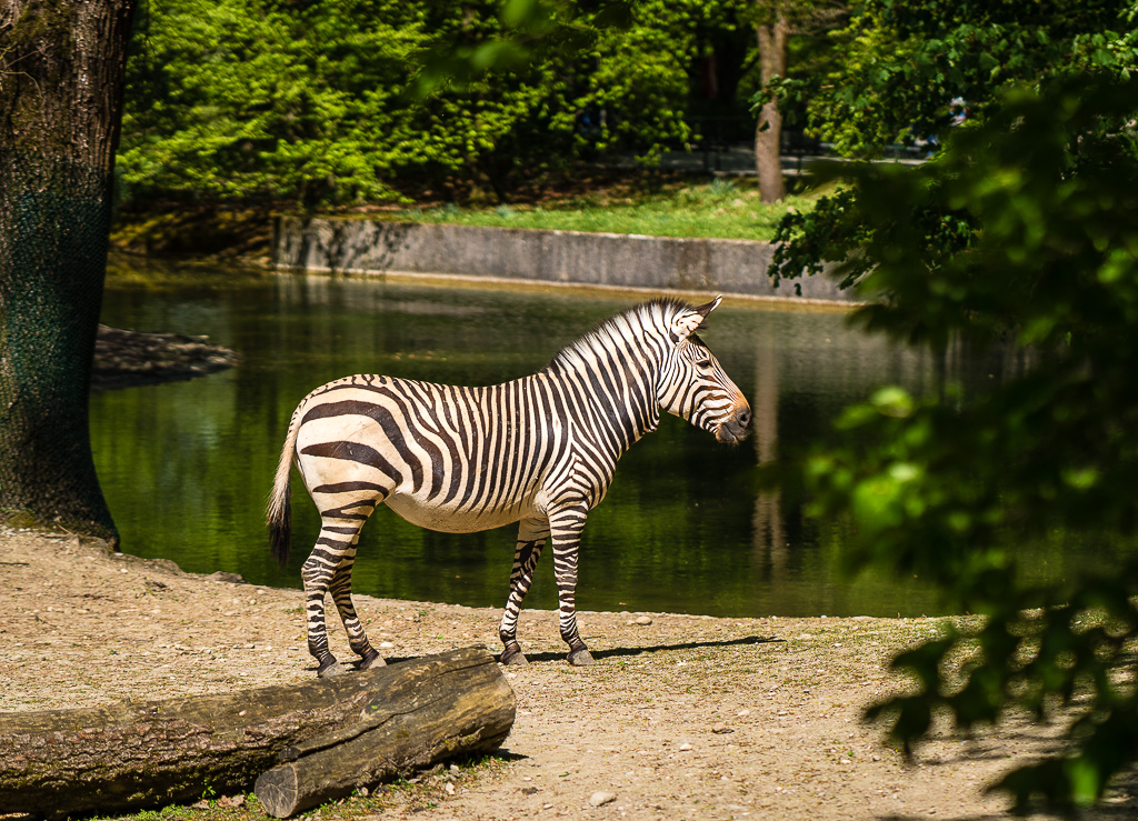 Zebra