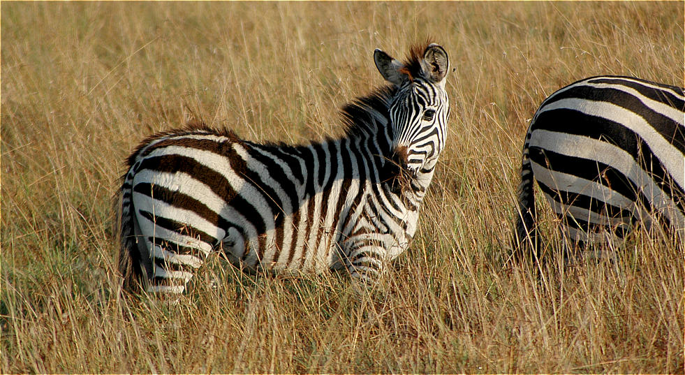 Zebra