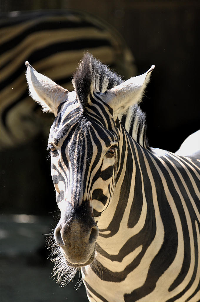 Zebra