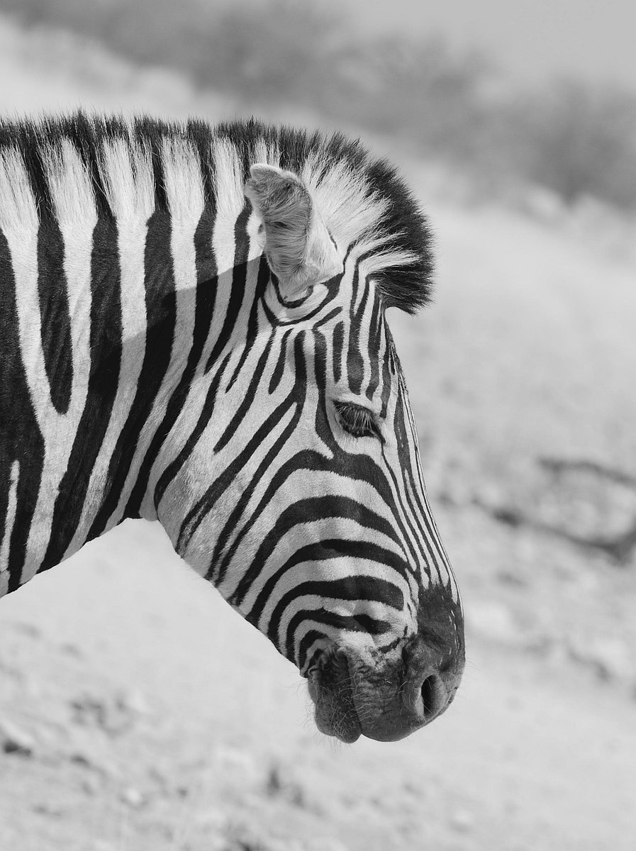 Zebra2.jpg