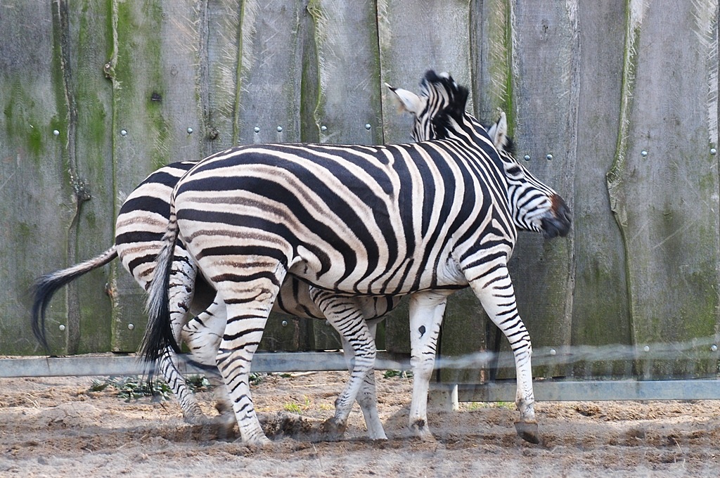 Zebras 1