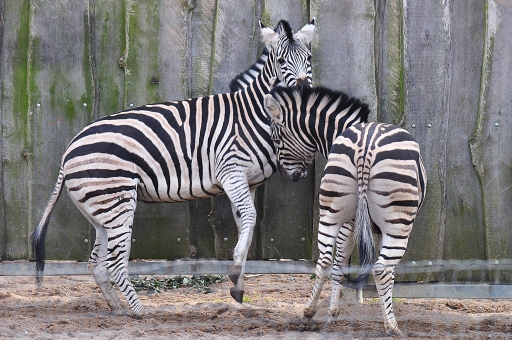 Zebras 2