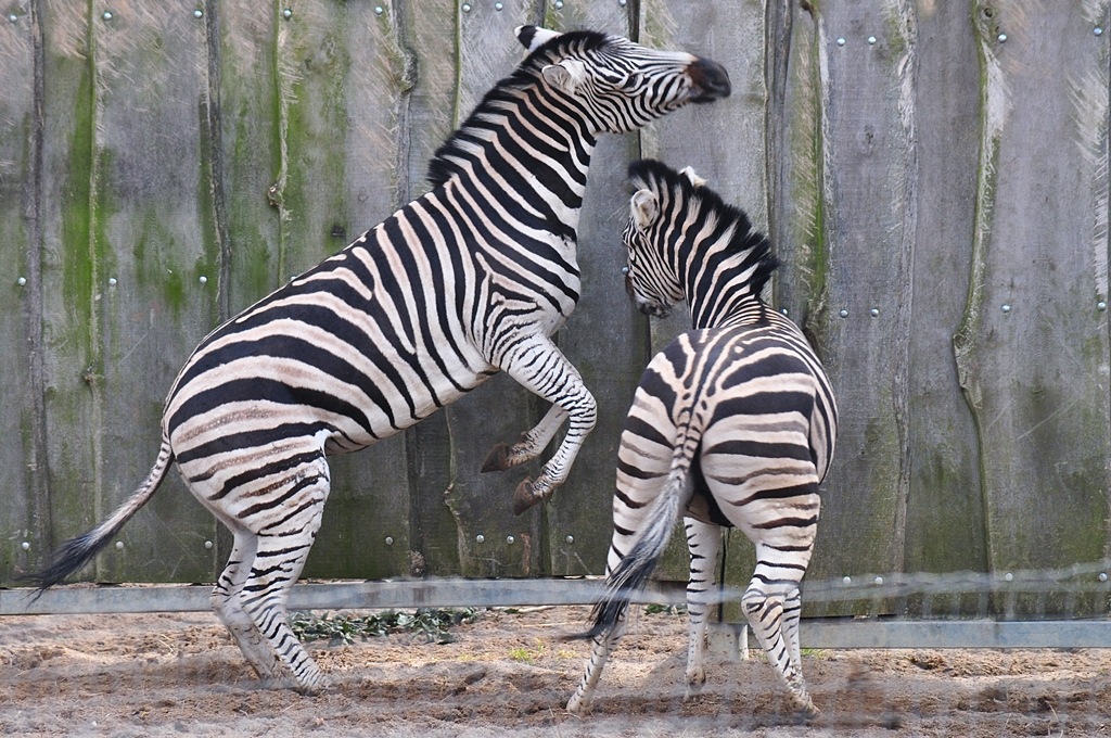 Zebras 3