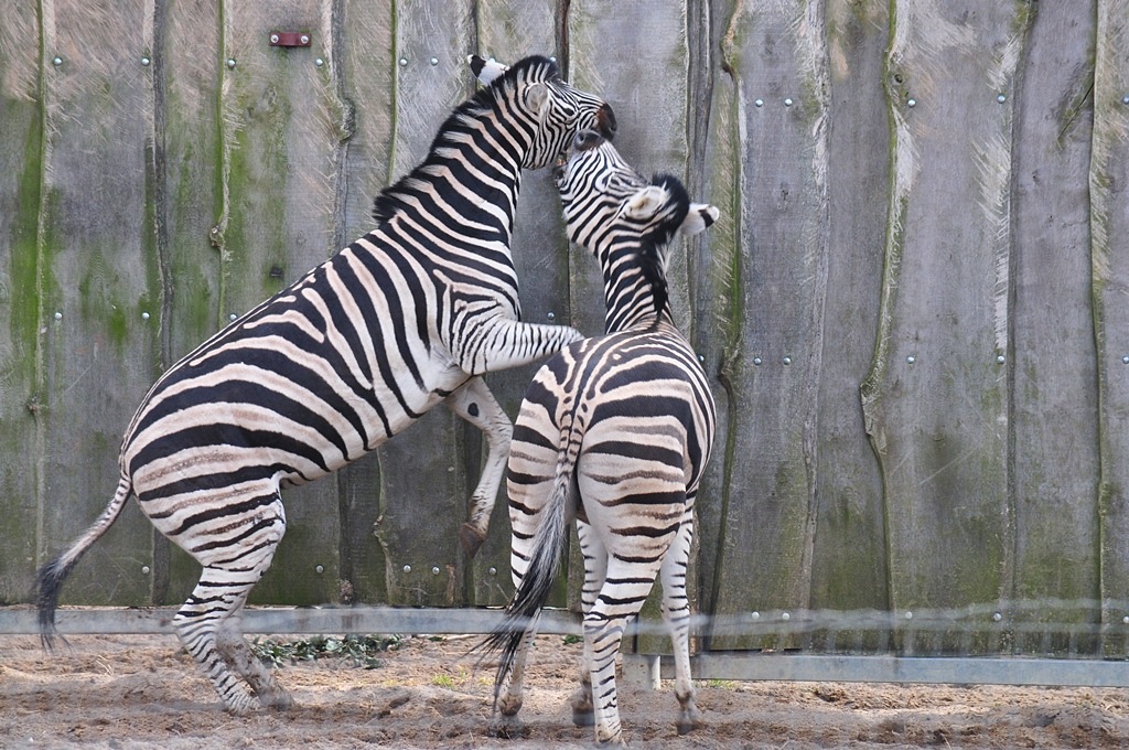 Zebras 4