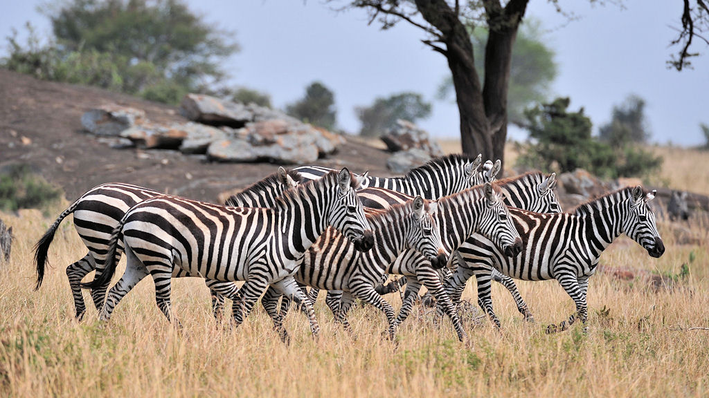 Zebras, Lobo, Serengeti
1322