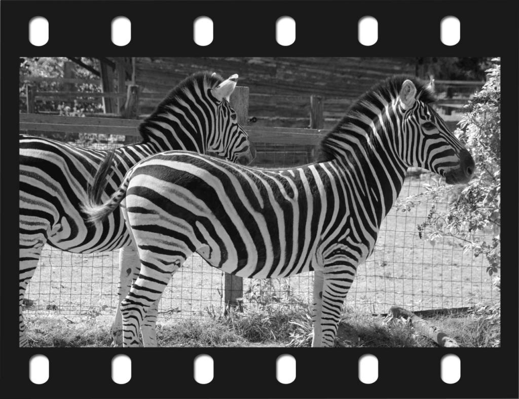 Zebras sw