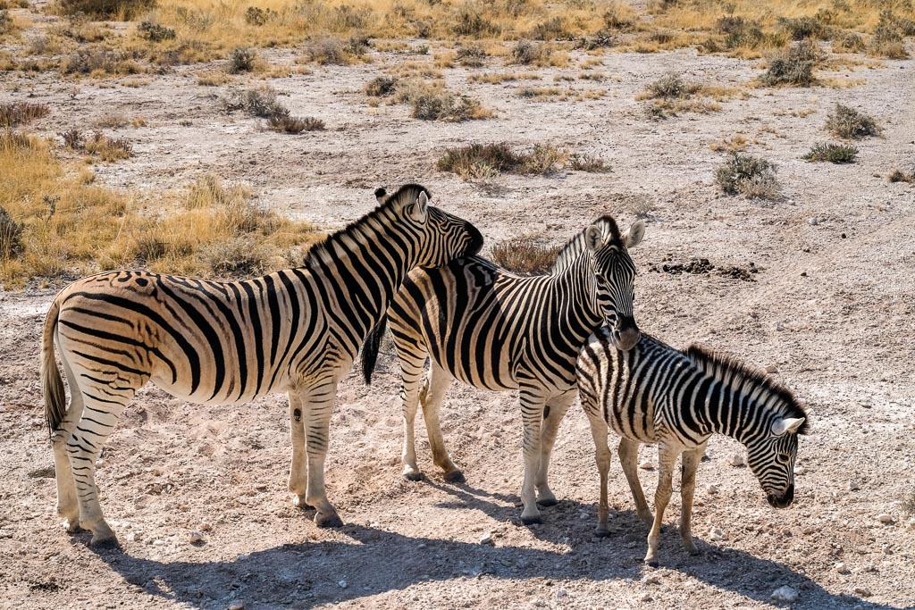 Zebras