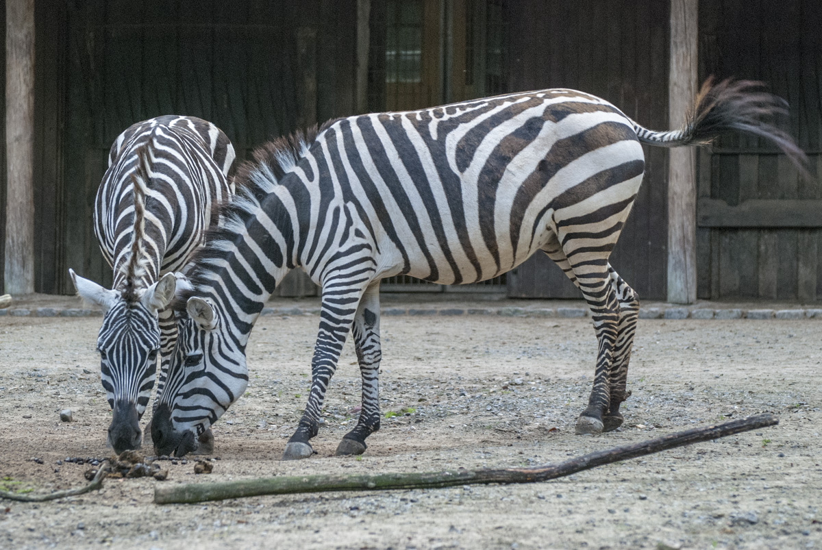 Zebras