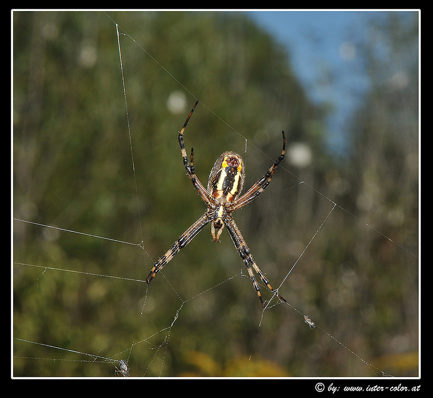 Zebraspinne oder Wespenspinne