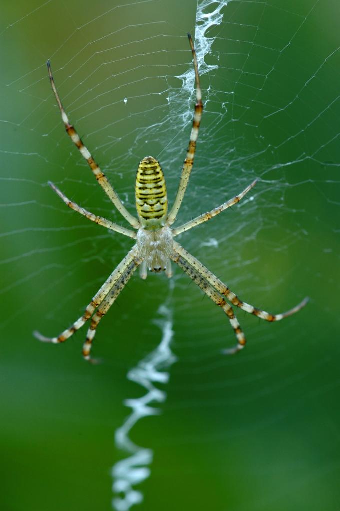 Zebraspinne
