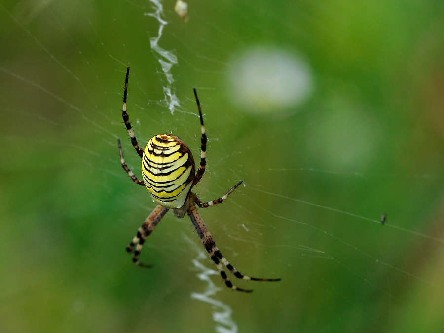 Zebraspinne