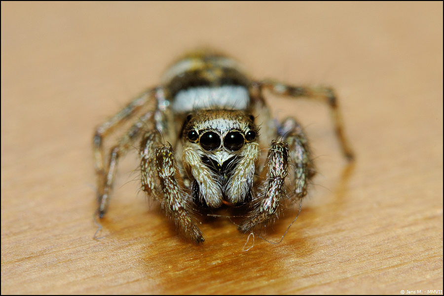 Zebraspringespinne 01a

· http://www.nikon-fotografie.de/vbulletin/showpost.php?p=1270597&postcount=28