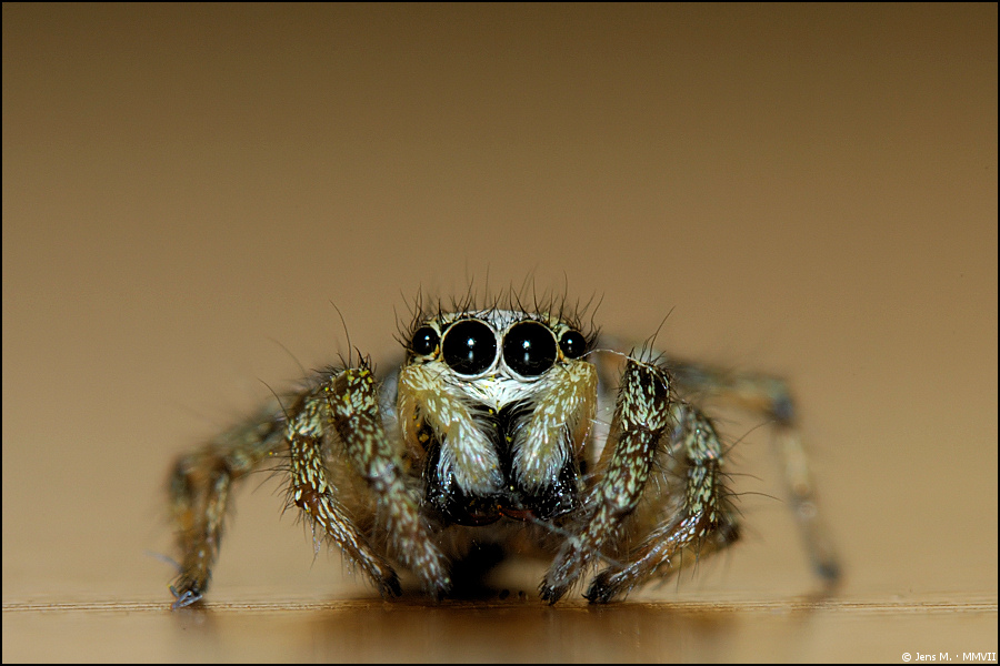 Zebraspringspinne 02a