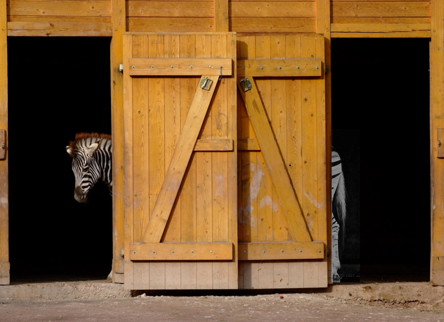 zebraxxl 900