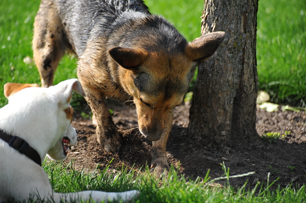...Zeigt her Eure Hunde 02