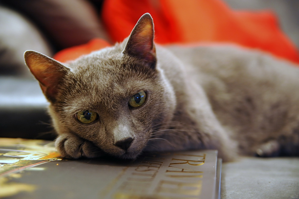 Zeigt her Eure Katzen
Galileo 02