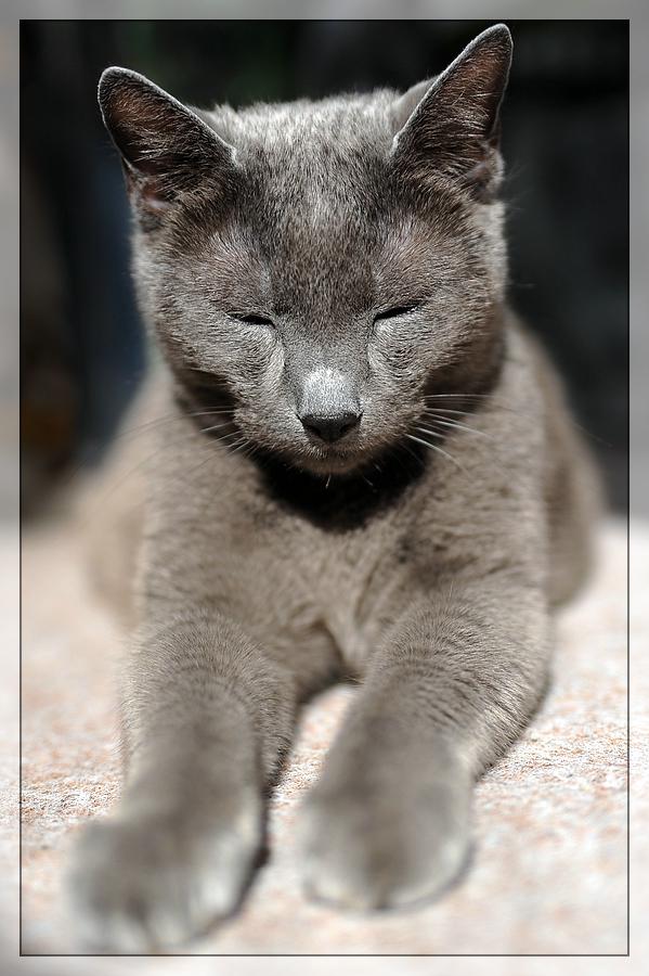Zeigt her eure Katzen 
Galileo 03