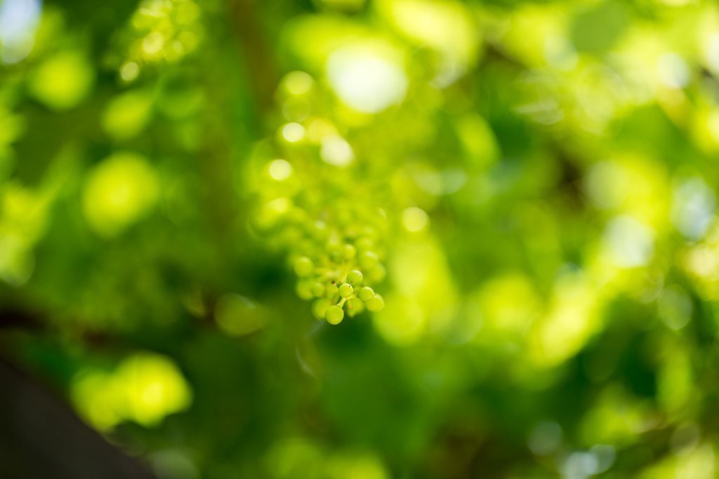 Zeiss Otus 55mm 3